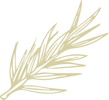 Illustration d'un branche de pin présents sur le domaine