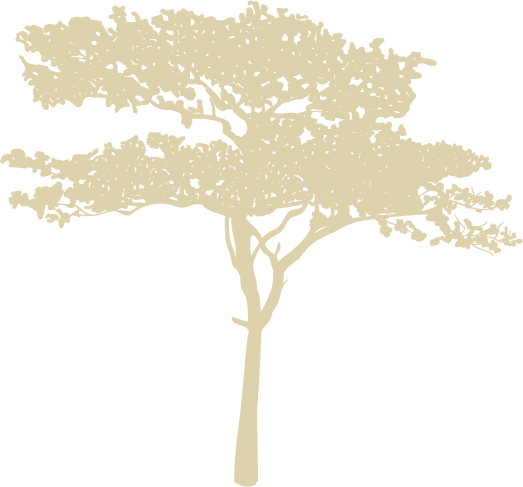 Illustration d'un pin maritime sur la propriété des Hauts du Fort