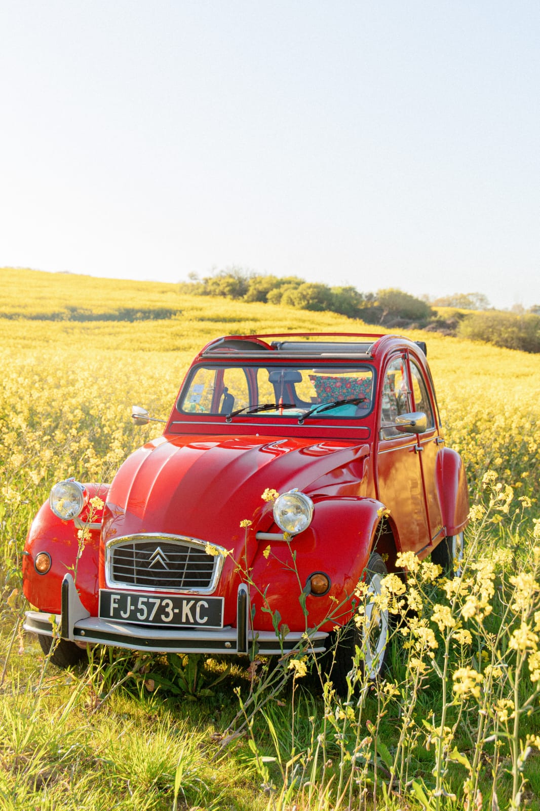 2CV proposée par Les bolides de Tatas exposée ici dans un champ de Colza